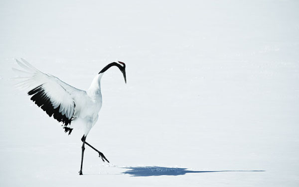 crane in winter hokkaido japan