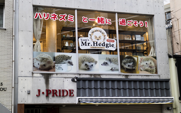 Kyoto, Japan -  May 16, 2017: Promotion for a trendy hedgehog-themed cafe called Mr. Hedgie