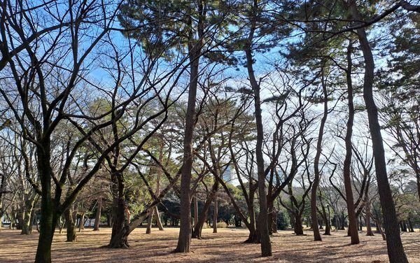 Parc-de-Yoyogi-1 (1)