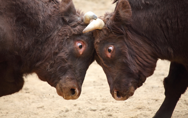 Bullfighting is a traditional games of Japan